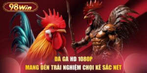 Đá Gà HD 1080p Mang Đến Trải Nghiệm Chọi Kê Sắc Nét